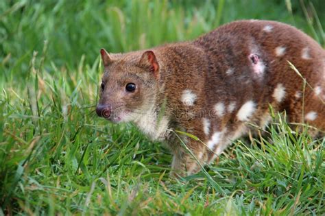  Quoll! A Carnivorous Marsupial Champion Balancing Agility With Venomous Prowess