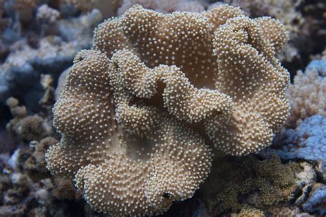   Umbrella Coral: A Soft-Bodied Symphony Dressed in Tentacles!