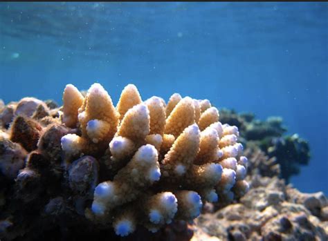  Acanthostrongylophora!  This fascinating filter feeder boasts impressive symbiotic partnerships with algae, creating stunning underwater coral gardens!