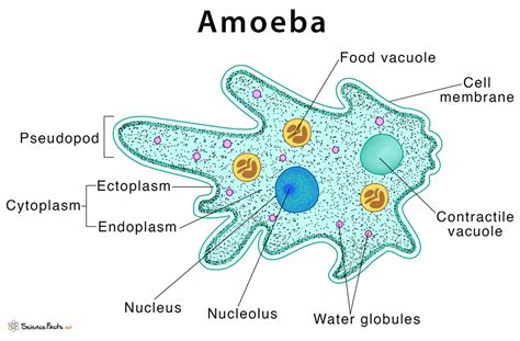  Amoeba! A Tiny Blob With Big Appetite and Surprisingly Complex Lifecycle