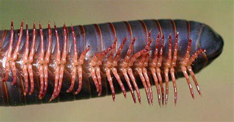  California Giant Millipede:  Will Its Thousand Legs Carry It to a Million Years From Now?