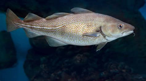  코드 🐟 매혹적인 은빛 비늘과 함께 수중 발레를 선보이는 코드!