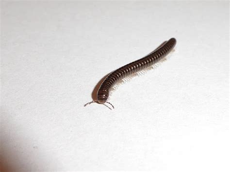  Eurasian Millipede!  Its Shiny Exoskeleton Reflects the Twilight Forest While Its Tiny Legs Carry It Through Layers of Decaying Leaves.