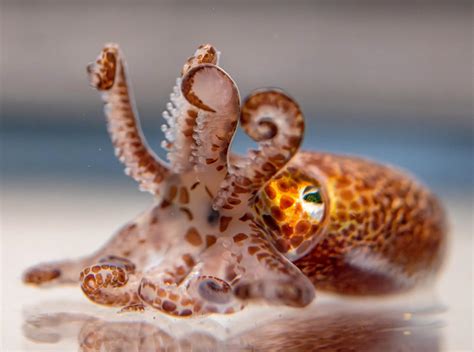  Feather Hydra! A Beautiful Symbiosis Between Tentacles and Bioluminescent Algae Unveiled