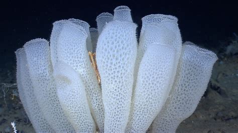  Glass Sponge! Can This Stunning Filter Feeder Really Survive Thousands of Years?