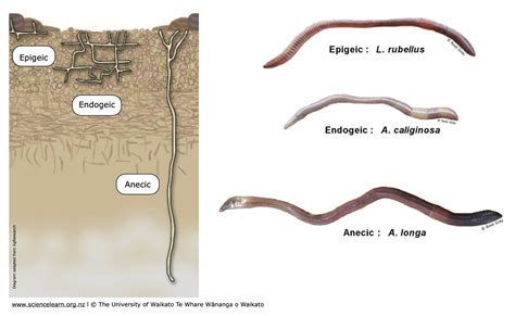  Gregaarina!  The Tiny Parasite That Makes Its Home Within the Guts of Earthworms