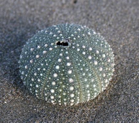  Harrisioides! 이 놀라운 둥근 모양의 바닷속 거인을 알아보자!