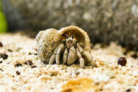   hermit crab ,  from soft sandy shores to hard, jagged coral reefs