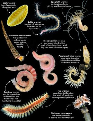   Johnsoniid! An Intriguing Deep-Sea Worm Possessing Elegant Feather-like Structures and Thriving in Extreme Environments!