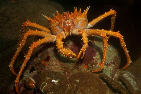   King Crab: Can this Armored Giant Rule Your Dinner Plate?