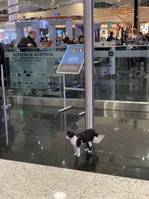 lax 공항: 공항에서 만난 고양이의 철학적 고찰