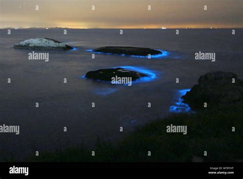  Noctiluca Scintillans:  A Tiny Sparkling Wonder That Illuminates The Dark Depths Of The Ocean!