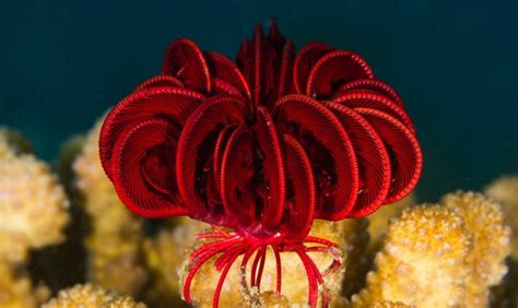  Queensland Featherstar! A Vibrant Marine Flower Dancing with Biofluorescence