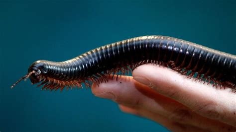   Queensland Millipede:  This Myriapod Marvel Embarks on Epic Underground Adventures!