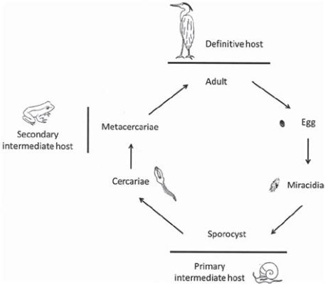  Quelleria! An Unassuming Parasite With an Unexpectedly Complex Life Cycle