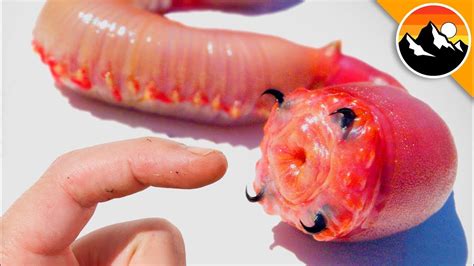  Quingyangia! The Blood-Sucking Worm That Lurks Within Your Favorite Sushi