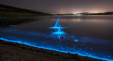  Quixotic: A Tiny Marvel Embracing the Floating World of Bioluminescence!