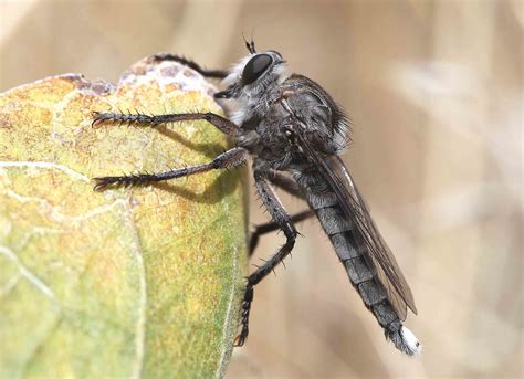   robber fly!  Its fascinating hunting prowess makes it a marvel of the insect world!