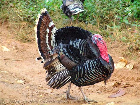  Turkey! A Bird Known For Its Striking Plumage And Surprisingly Agile Nature