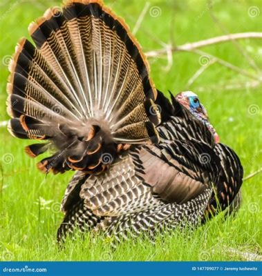  Turkey! The Bird With Majestic Feathers Known For Its Distinctive Gobble