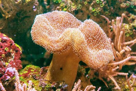   Umbrella Coral:  A Stunning Underwater Bloom With Tentacles That Wave Like Delicate Feathers