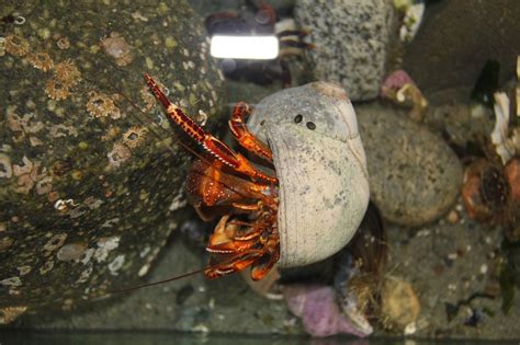   Umbrella Shell -  Can You Believe This Bottom-Dwelling Crustacean Also Doubles as a Tiny Swimming Ark?!