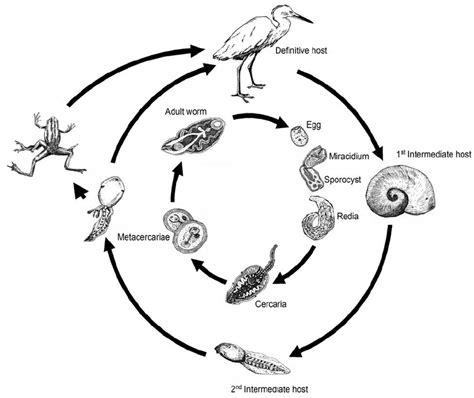  Viviparus! A Trematode That Lives a Dramatic Life Cycle Filled With Parasitism