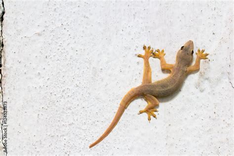  Walls are for Walking! Discover the Amazing World of the Wall Lizard