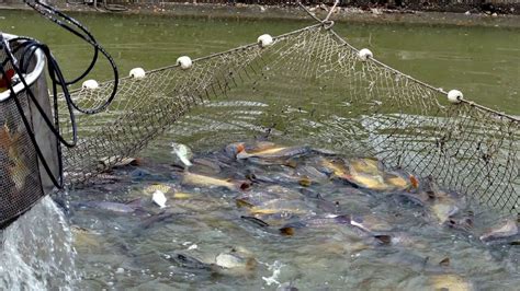 姜子牙什麼時候開始釣魚