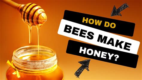 Where Does Bee Honey Come From?