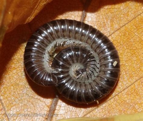  White-Legged Millipede: A Marvel of Miniature Engineering With Hundreds of Legs!