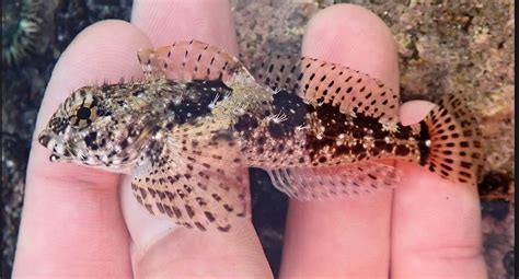  Woolly Sculpin, A Bottom-Dwelling Creature With An Extraordinary Appetite!