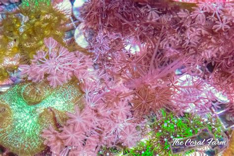  Xenia!  The Glowing Coral Polyp That Thrives in Tropical Waters 