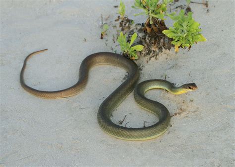  Yellow-Bellied Racer: Explore a World of Speed and Solitary Serenity!