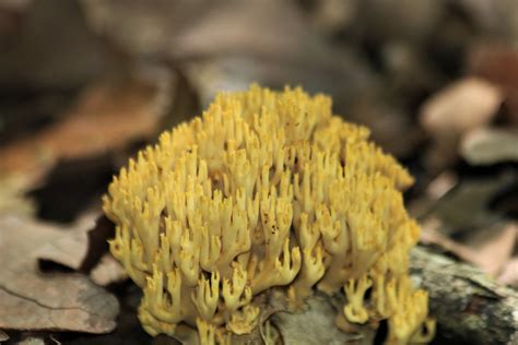  Yellow Fungus Coral:  A Colorful Carpet That Lives Longer Than Most Kings!