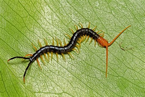  Yellow-Headed Centipede: This Tiny Creature That Lurks In Shadows Is Actually A Master Of Adaptation And Disguise!