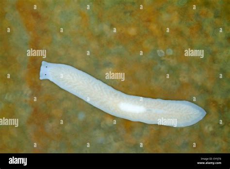  Yellow Planarian:  A Tiny Flatworm That Lives a Surprisingly Dramatic Life!