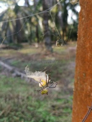   Yellow Sac Spider, Can It Really Be Said To Weave A Web That Traps Its Prey While Still Managing To Move Freely Around?