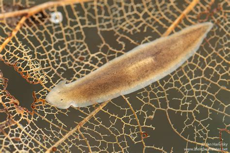  Yophsiops! A Glimpse into the Life of This Elusive Freshwater Flatworm