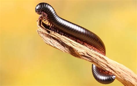  Yudhistira Millipedes! Unveiling the Secrets of These Remarkable Earth Dwellers with Countless Legs